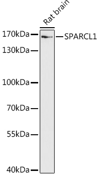 SPARCL1 Rabbit polyclonal antibody