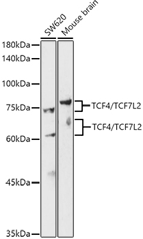 TCF4/TCF7L2 Rabbit pAb