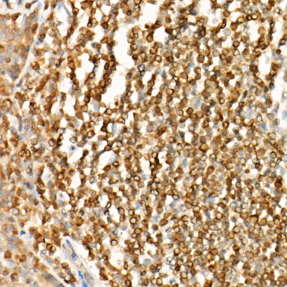 Bcl-2 Mouse monoclonal antibody