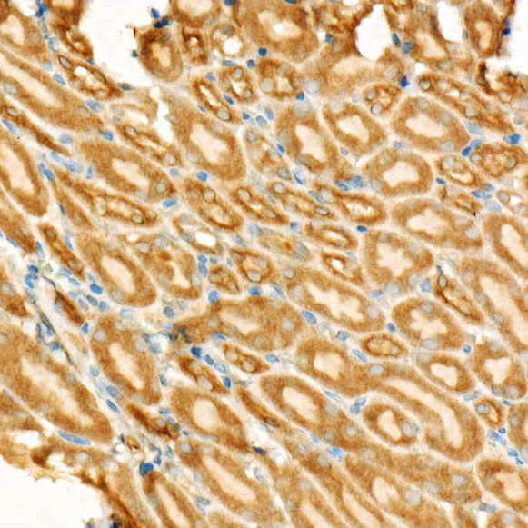 Bcl-2 Mouse monoclonal antibody
