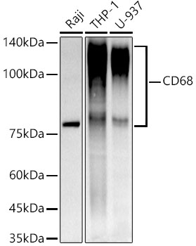 CD68 Rabbit monoclonal antibody