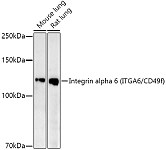 Western blot - Integrin alpha 6 (ITGA6/CD49f) Rabbit mAb (A20807)