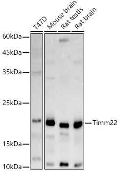 Timm22 Rabbit polyclonal antibody