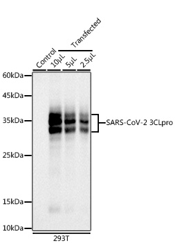 SARS-CoV-2 3CLpro Rabbit mAb