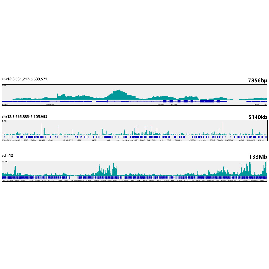 Prdm9 Rabbit monoclonal antibody