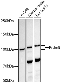Prdm9 Rabbit monoclonal antibody