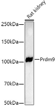 Prdm9 Rabbit monoclonal antibody