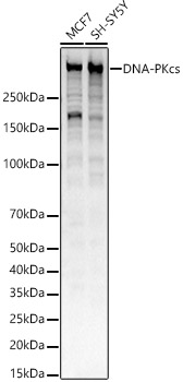 DNA-PKcs Rabbit monoclonal antibody