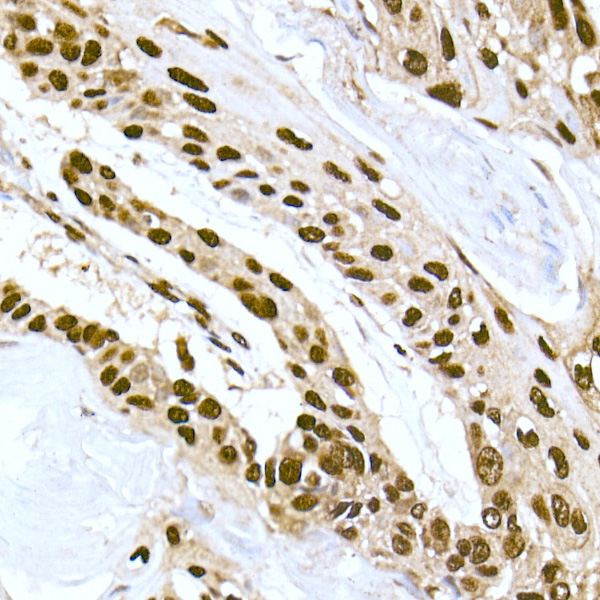 DNA-PKcs Rabbit monoclonal antibody
