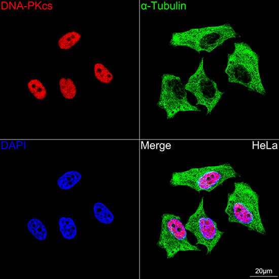 DNA-PKcs Rabbit monoclonal antibody