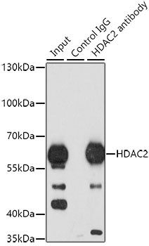 HDAC2 Rabbit polyclonal antibody