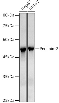 Perilipin-2 Rabbit monoclonal antibody
