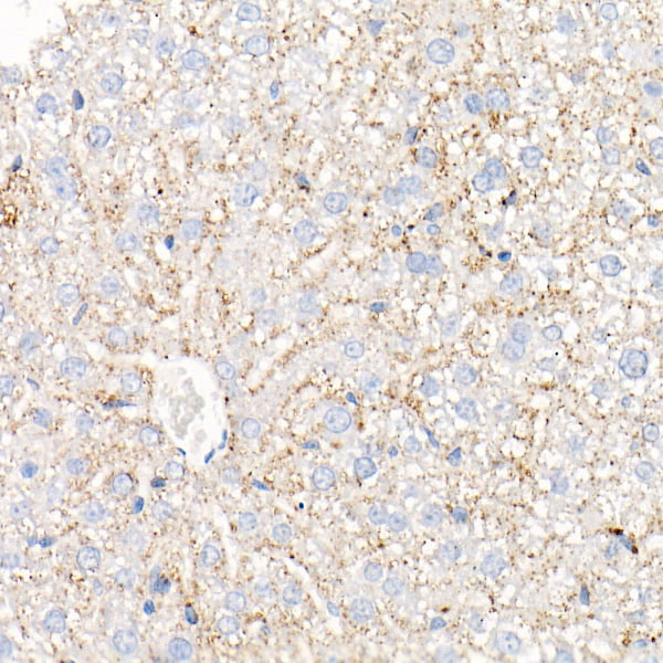 Perilipin-2 Rabbit monoclonal antibody