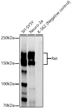 Ret Rabbit monoclonal antibody