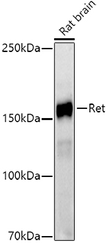 Ret Rabbit monoclonal antibody