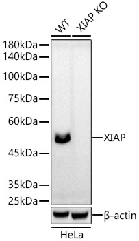 [KO Validated] XIAP Rabbit monoclonal antibody