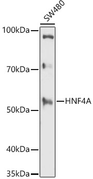 HNF4A Rabbit polyclonal antibody