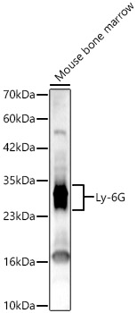 Ly-6G Rabbit pAb