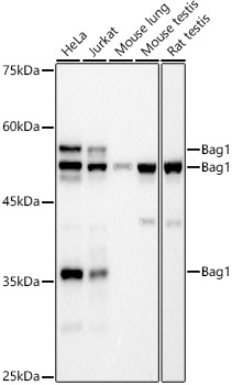 Bag1 Rabbit monoclonal antibody