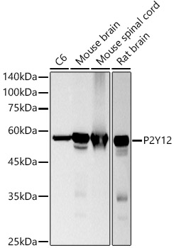 P2Y12 Rabbit monoclonal antibody