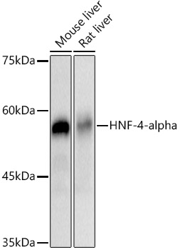 HNF-4-alpha Rabbit monoclonal antibody