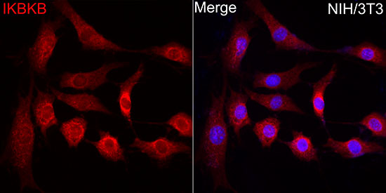 IKKB Beta Rabbit polyclonal antibody