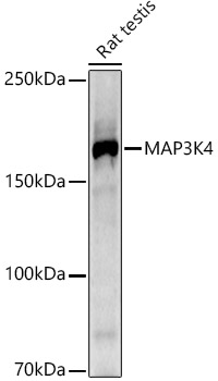 MAP3K4 Rabbit monoclonal antibody