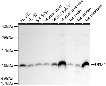 UFM1 Rabbit monoclonal antibody
