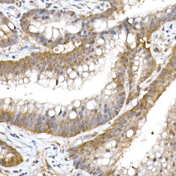 UFM1 Rabbit monoclonal antibody