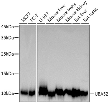 UBA52 Rabbit monoclonal antibody