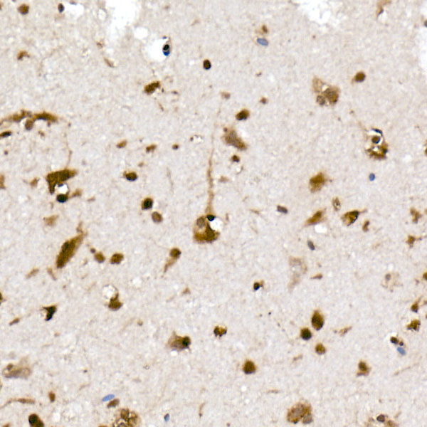UBA52 Rabbit monoclonal antibody
