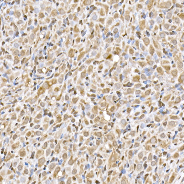 UBA52 Rabbit monoclonal antibody
