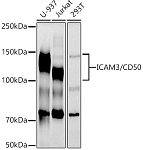 Western blot - ICAM3 / CD50 Rabbit mAb (A20877)