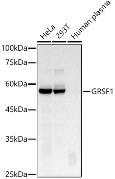 GRSF1 Rabbit monoclonal antibody