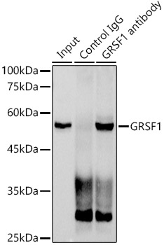 GRSF1 Rabbit monoclonal antibody