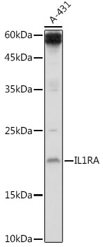 IL1RA Rabbit polyclonal antibody