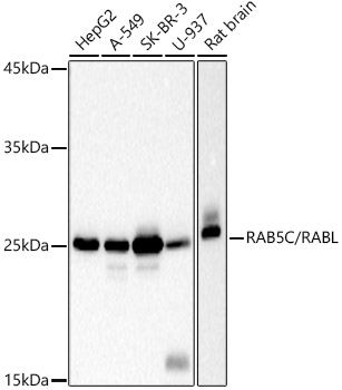 RAB5C / RABL Rabbit monoclonal antibody