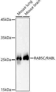 RAB5C / RABL Rabbit monoclonal antibody
