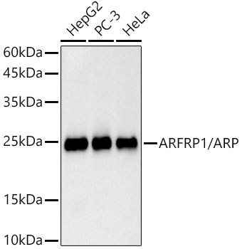 ARFRP1 / ARP Rabbit monoclonal antibody