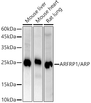 ARFRP1 / ARP Rabbit monoclonal antibody