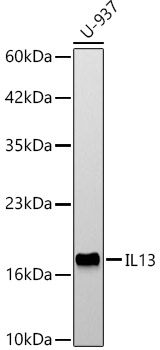 IL13 Rabbit polyclonal antibody