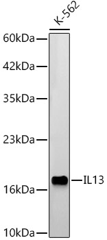 IL13 Rabbit polyclonal antibody