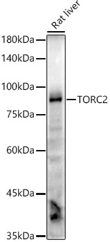 TORC2 Rabbit monoclonal antibody