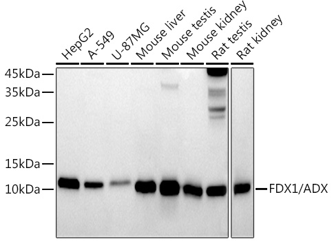FDX1/ADX Rabbit monoclonal antibody