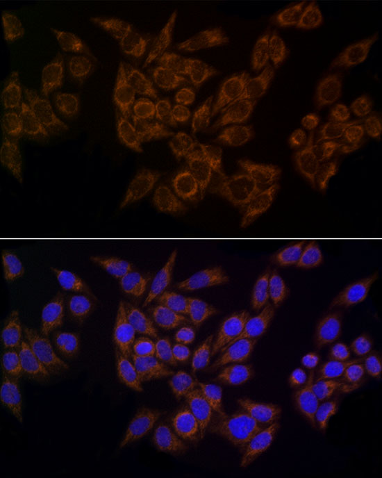 FDX1/ADX Rabbit monoclonal antibody