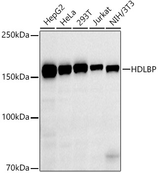 HDLBP Rabbit monoclonal antibody