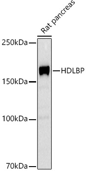 HDLBP Rabbit monoclonal antibody