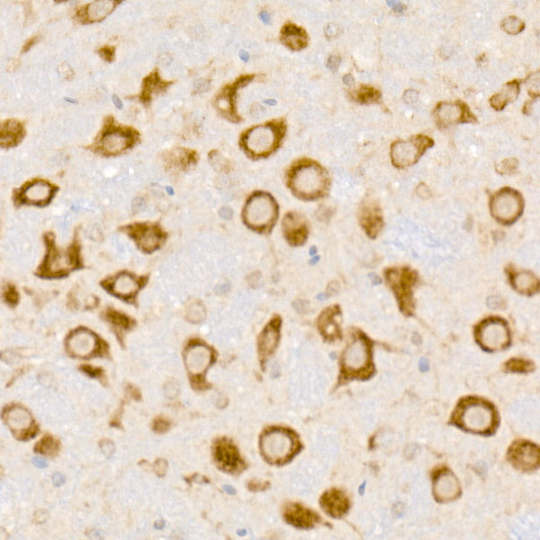 HDLBP Rabbit monoclonal antibody