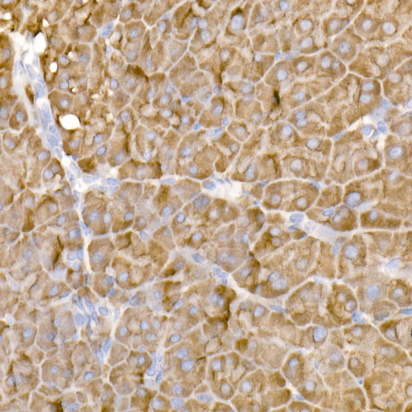 HDLBP Rabbit monoclonal antibody
