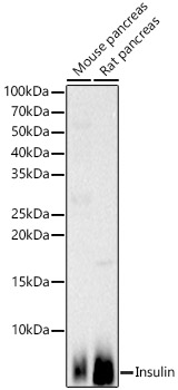 Insulin Rabbit polyclonal antibody